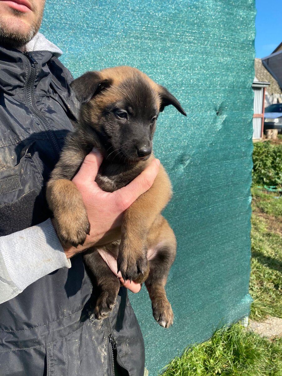 Belgický ovčiak, Cross , Nemecký ovčiak - 2