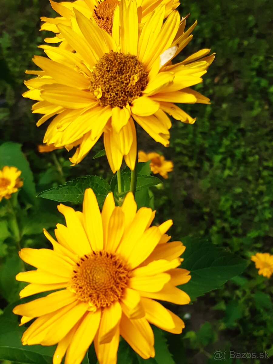 Slnečnica trváca - 2