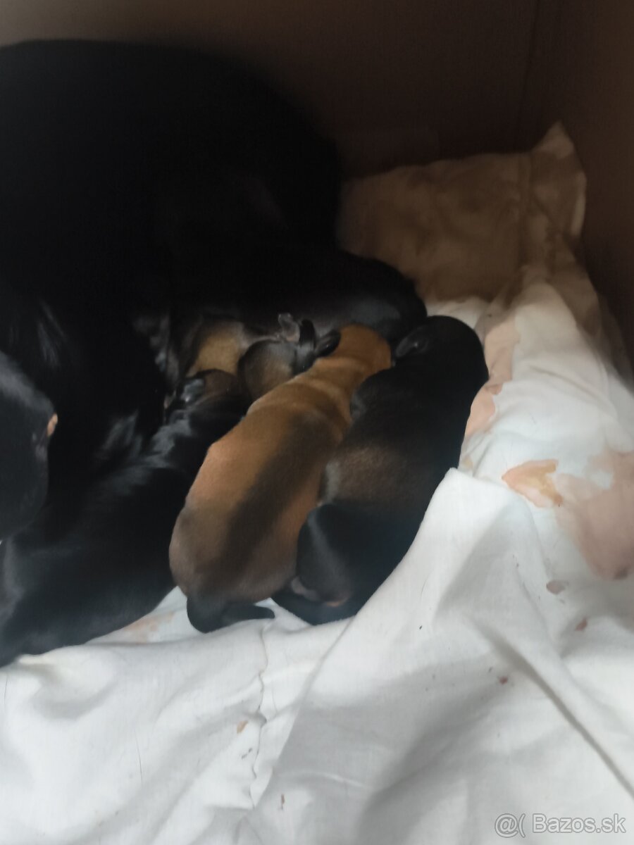 Trpaslíci jazvečík - 2