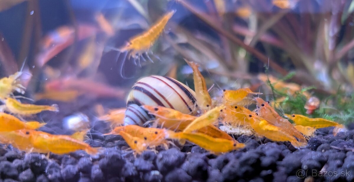 Predám krevety Neocaridina davidi - Orange - 2