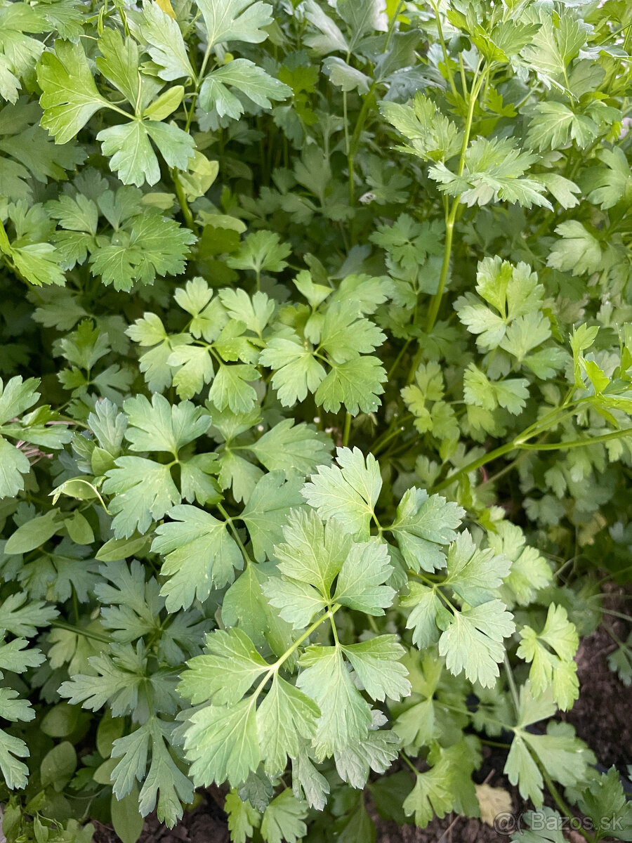 Semienka-koriander,petržlen vňaťový,smraďošky (aksamietnice) - 2