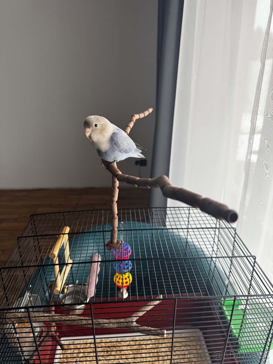 Rucne dokrmena pyrura - 2