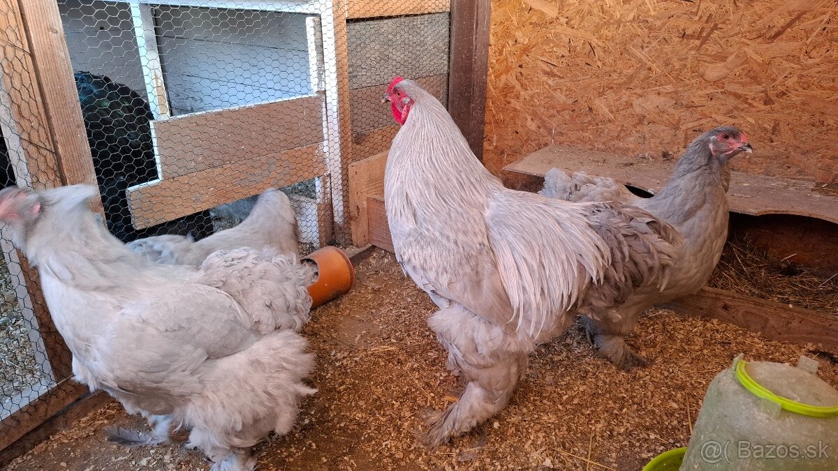 Brahman levander - 2