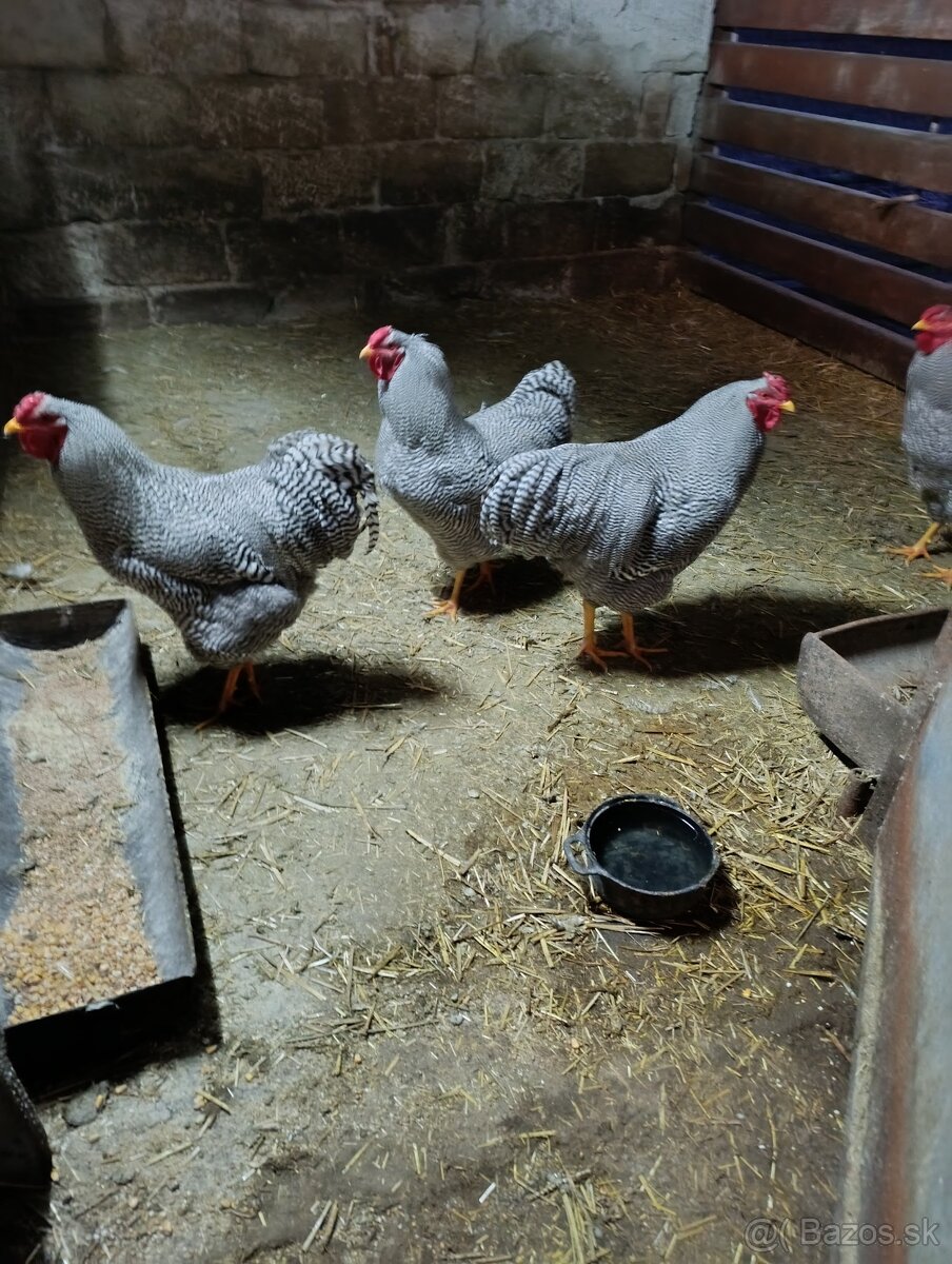Predám kohútov - 2