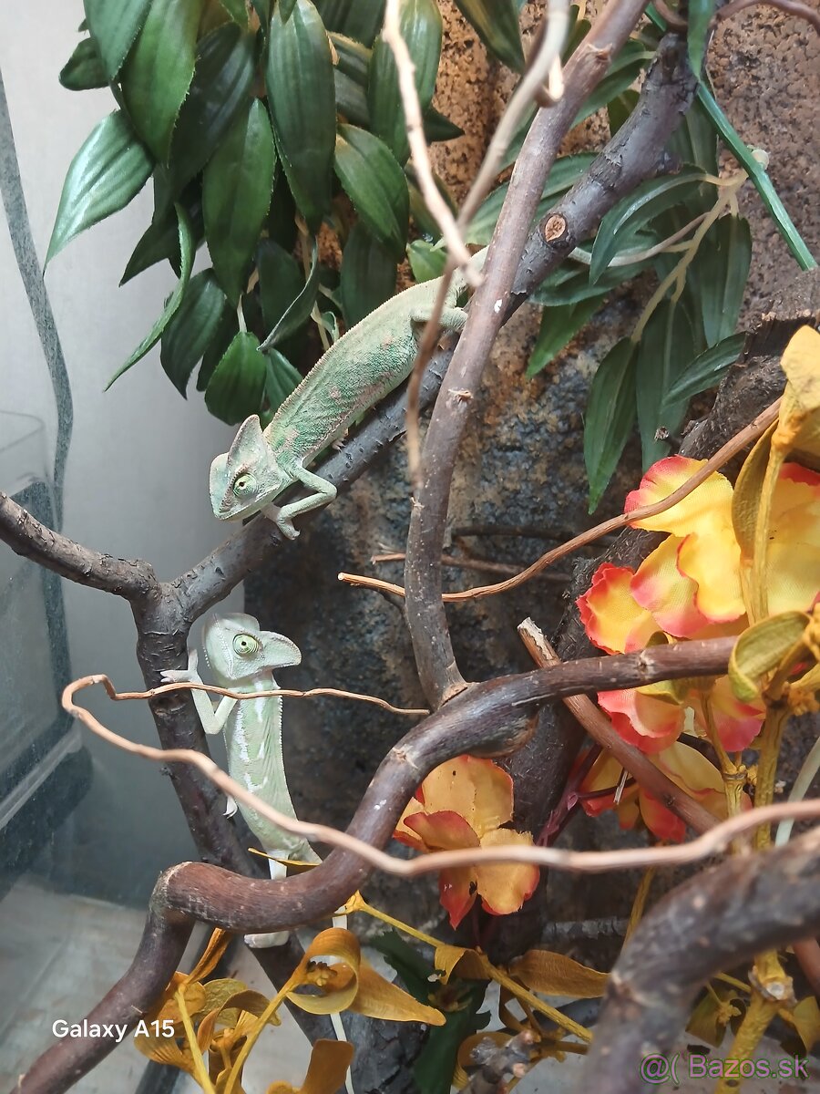 Mlade chameleony - 2