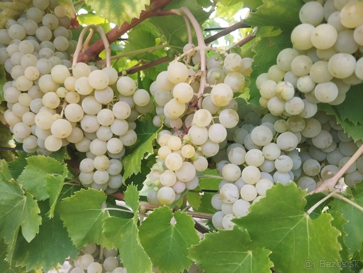 Predám hrozno - Muškát Moravský - 2