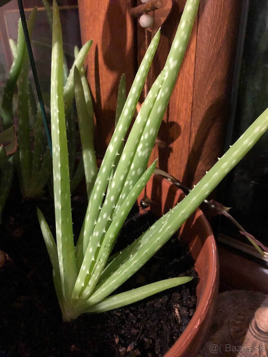 Aloe vera - 2