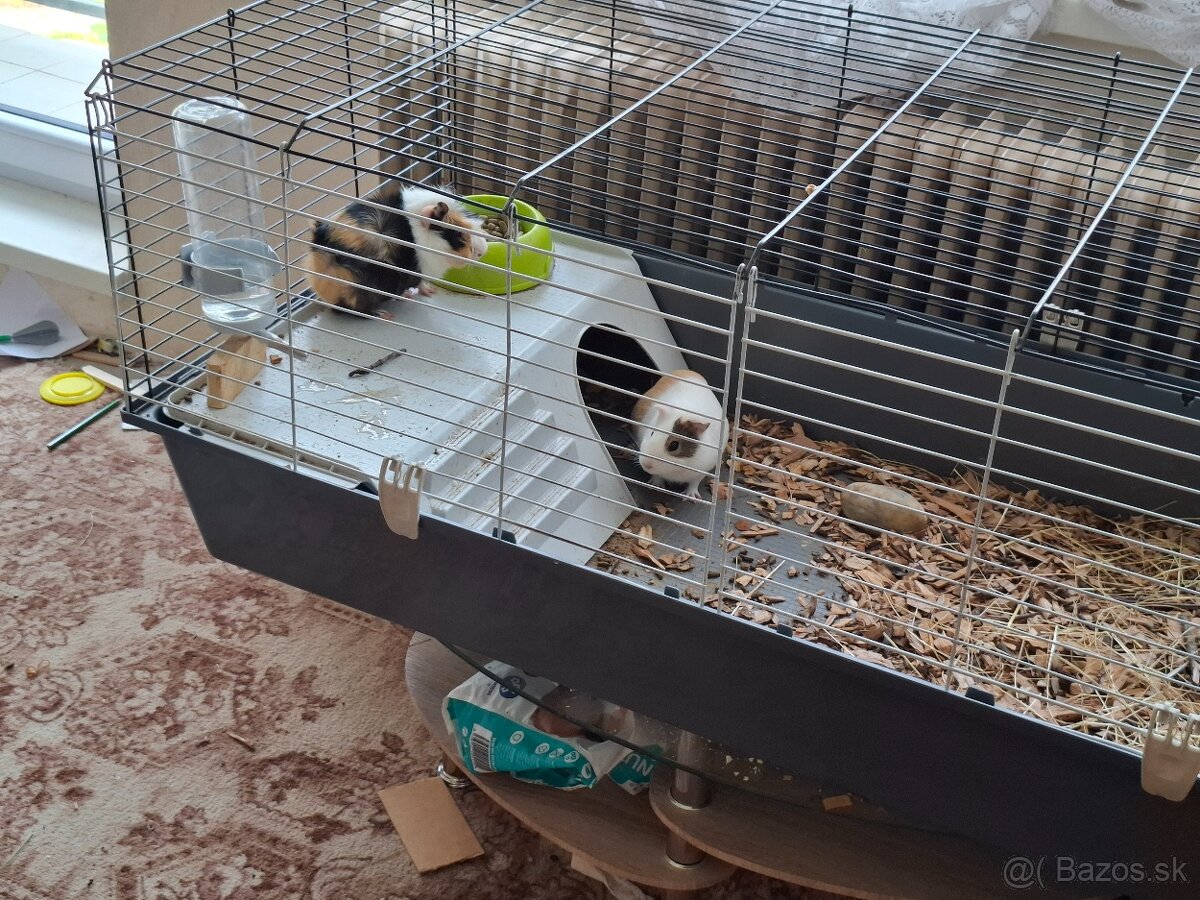 Morské prasiatka - 2