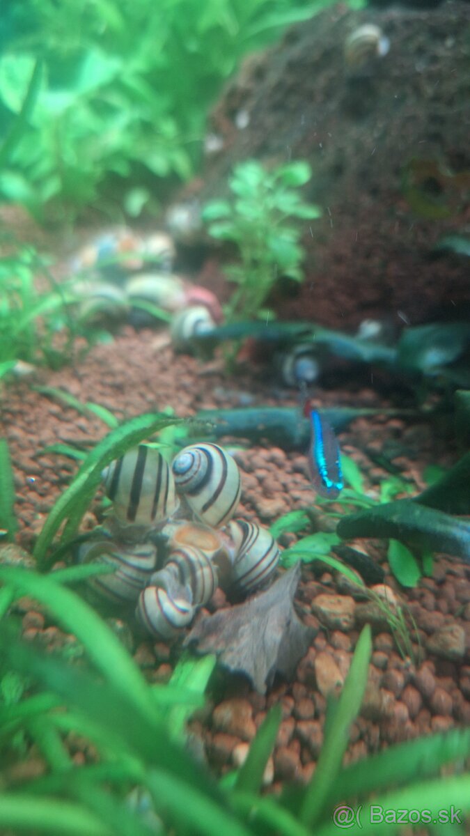 Mini ampularia špiralova - 2