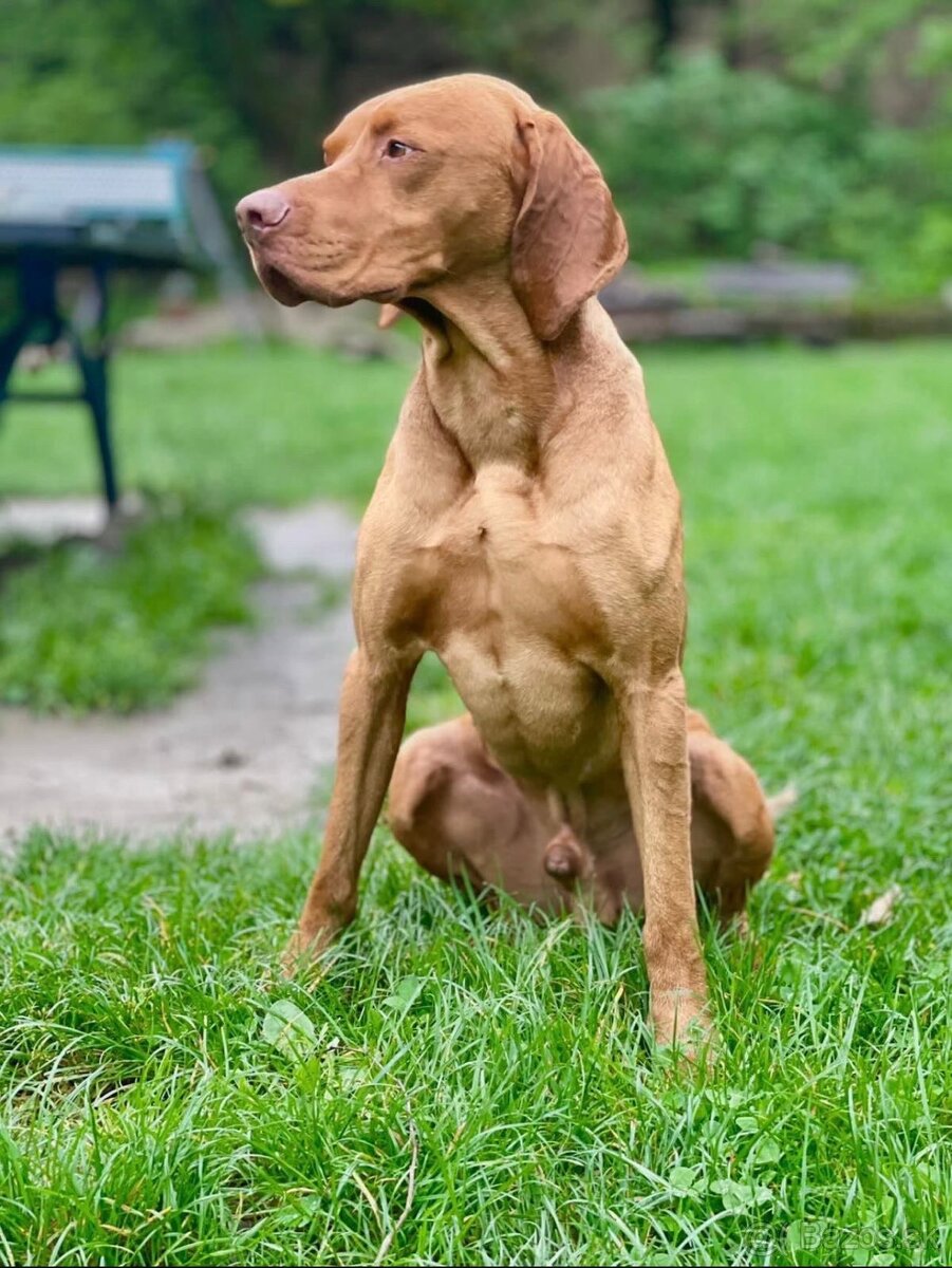 Darujem maďarskú vyžlu - 2