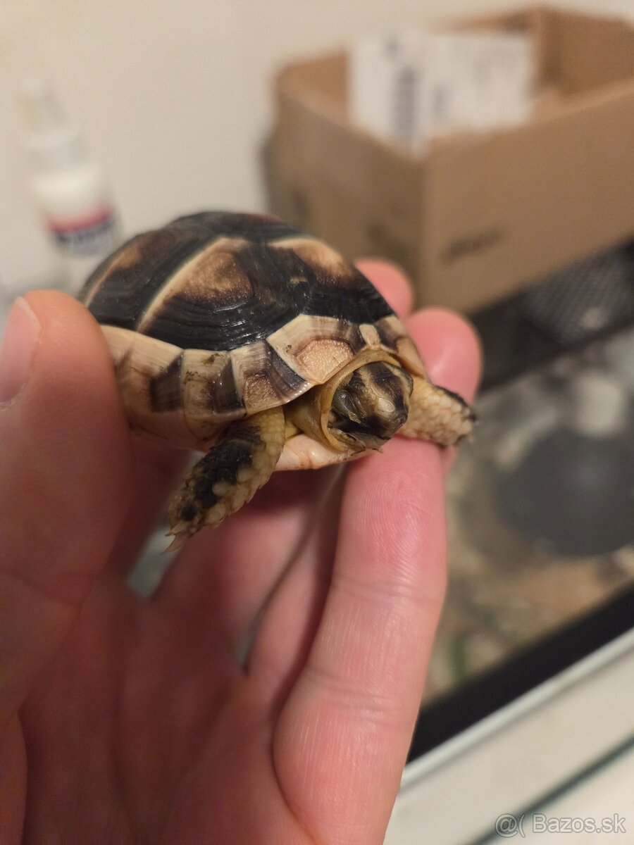 Suchozemska korytnačka - 2