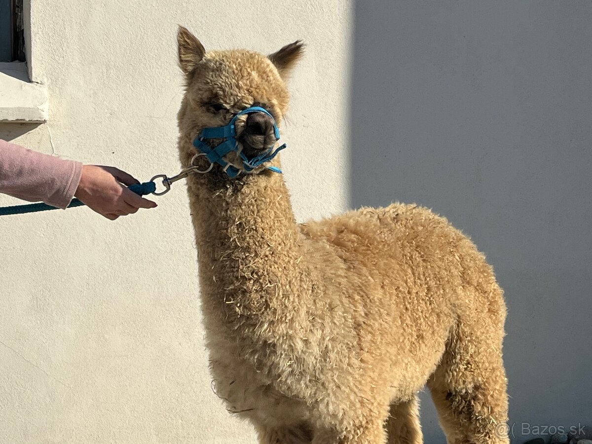 Alpaka samček béžový - 2