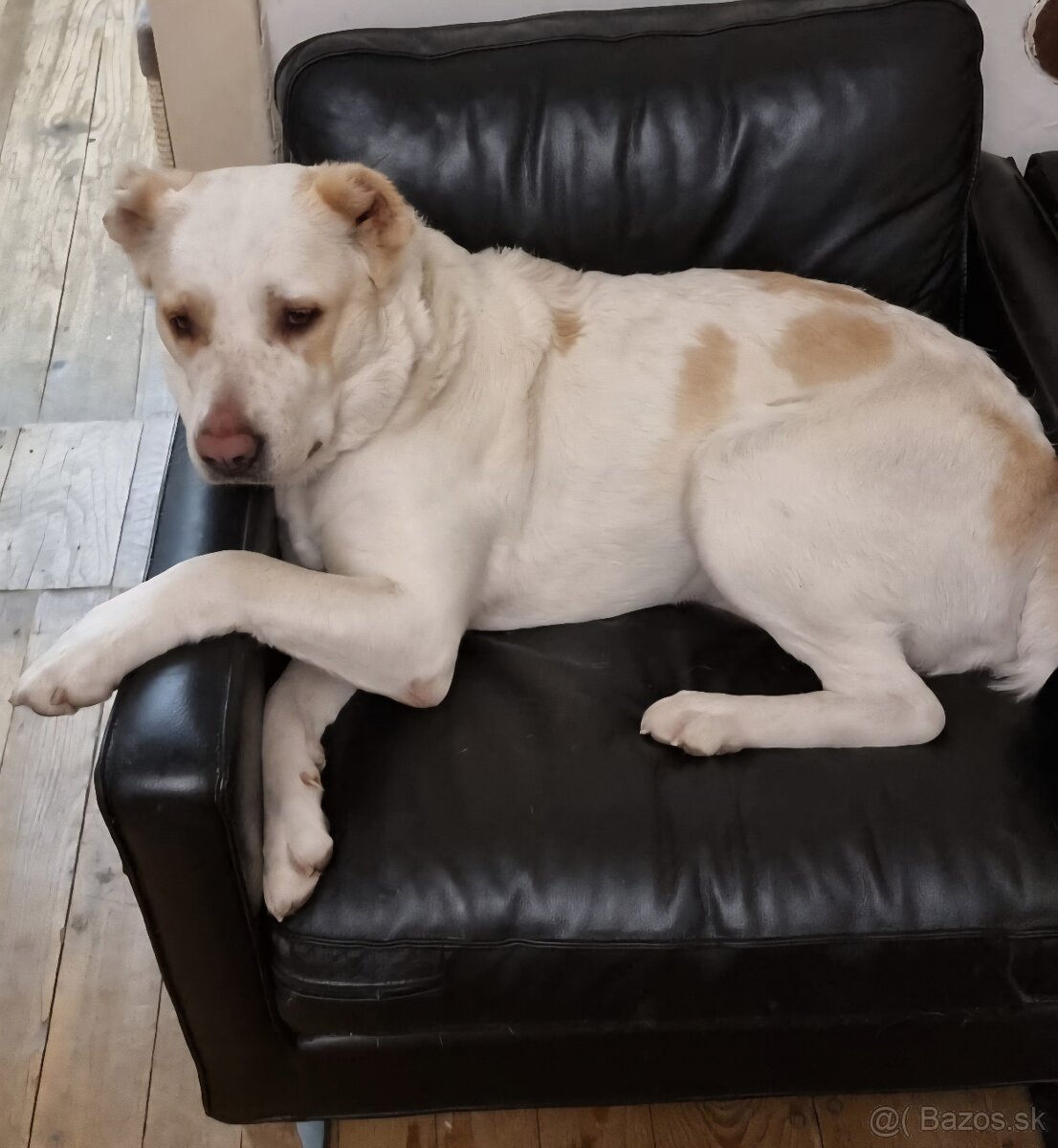 Darujem SAO alabai - 2