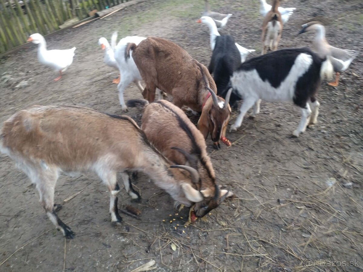 Kozičky na predaj - 2