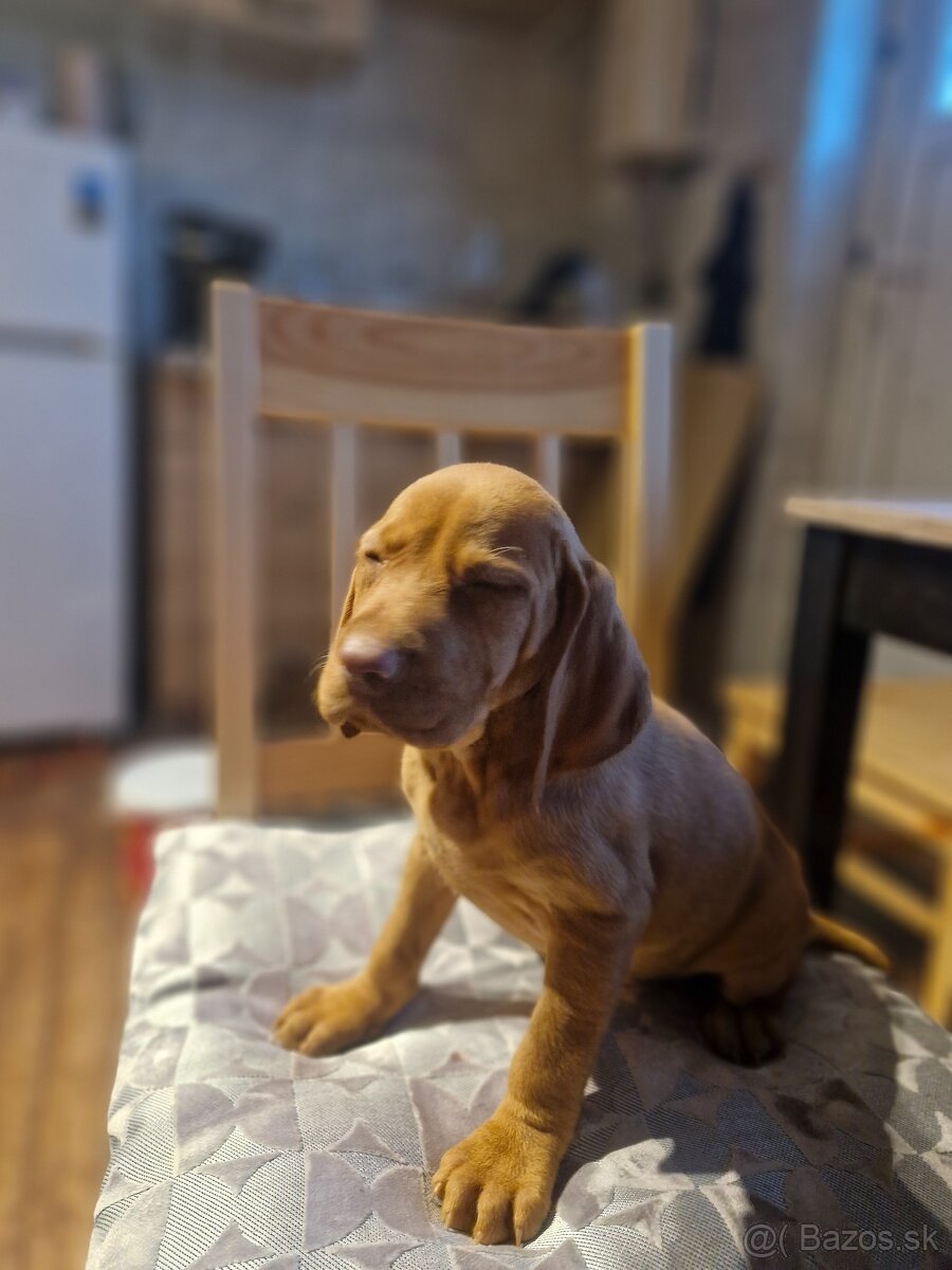 Madarska vyzla sPP - 2