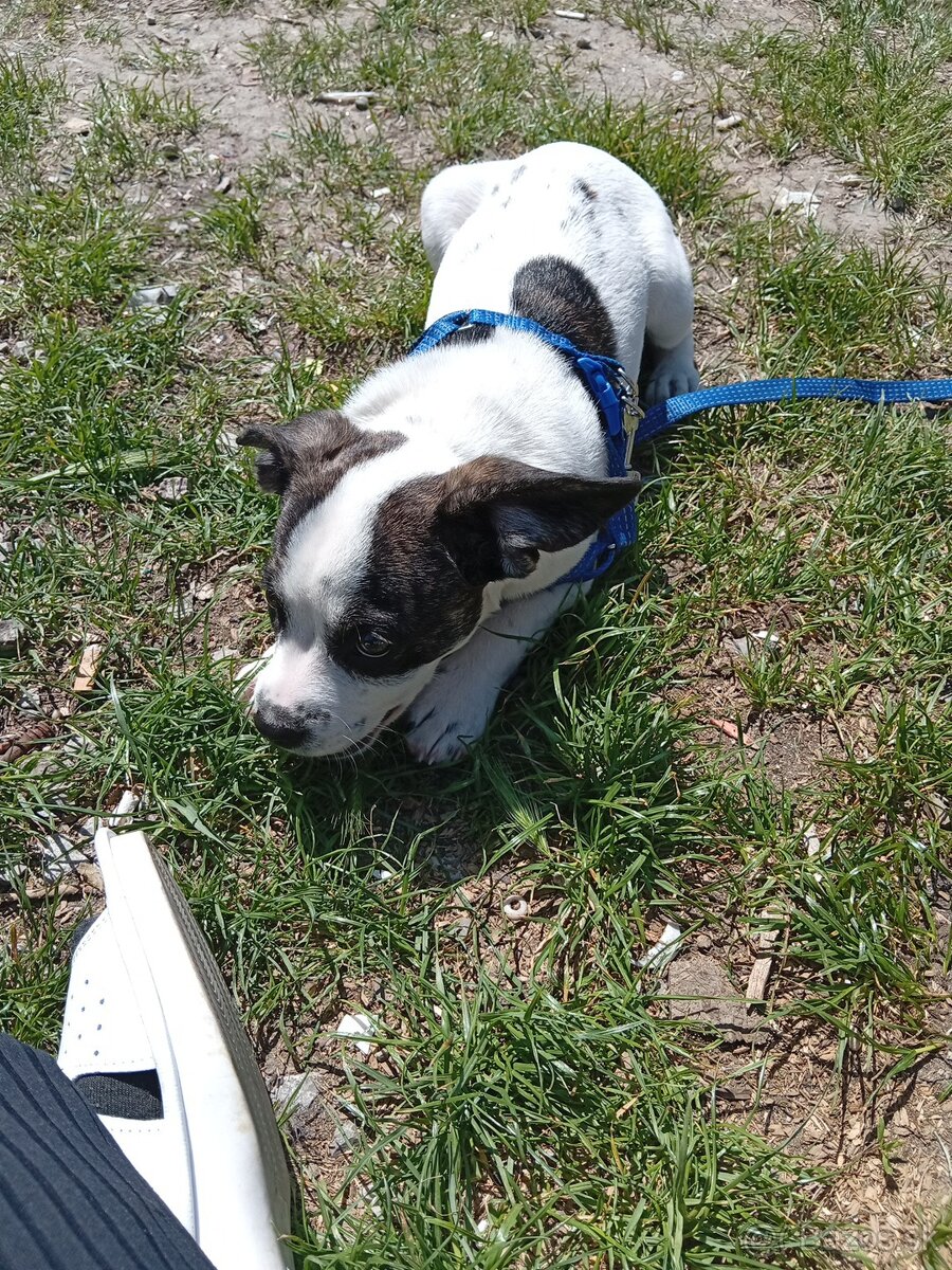 Predám 3 mesačné šteniatko Pitbull - 2
