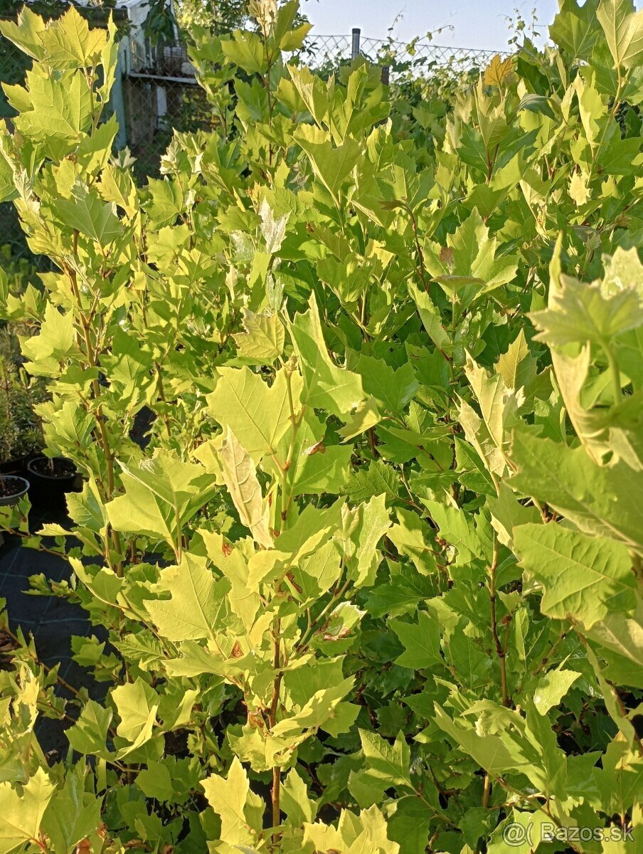 Platan javorolisty , dub cerveny - 2