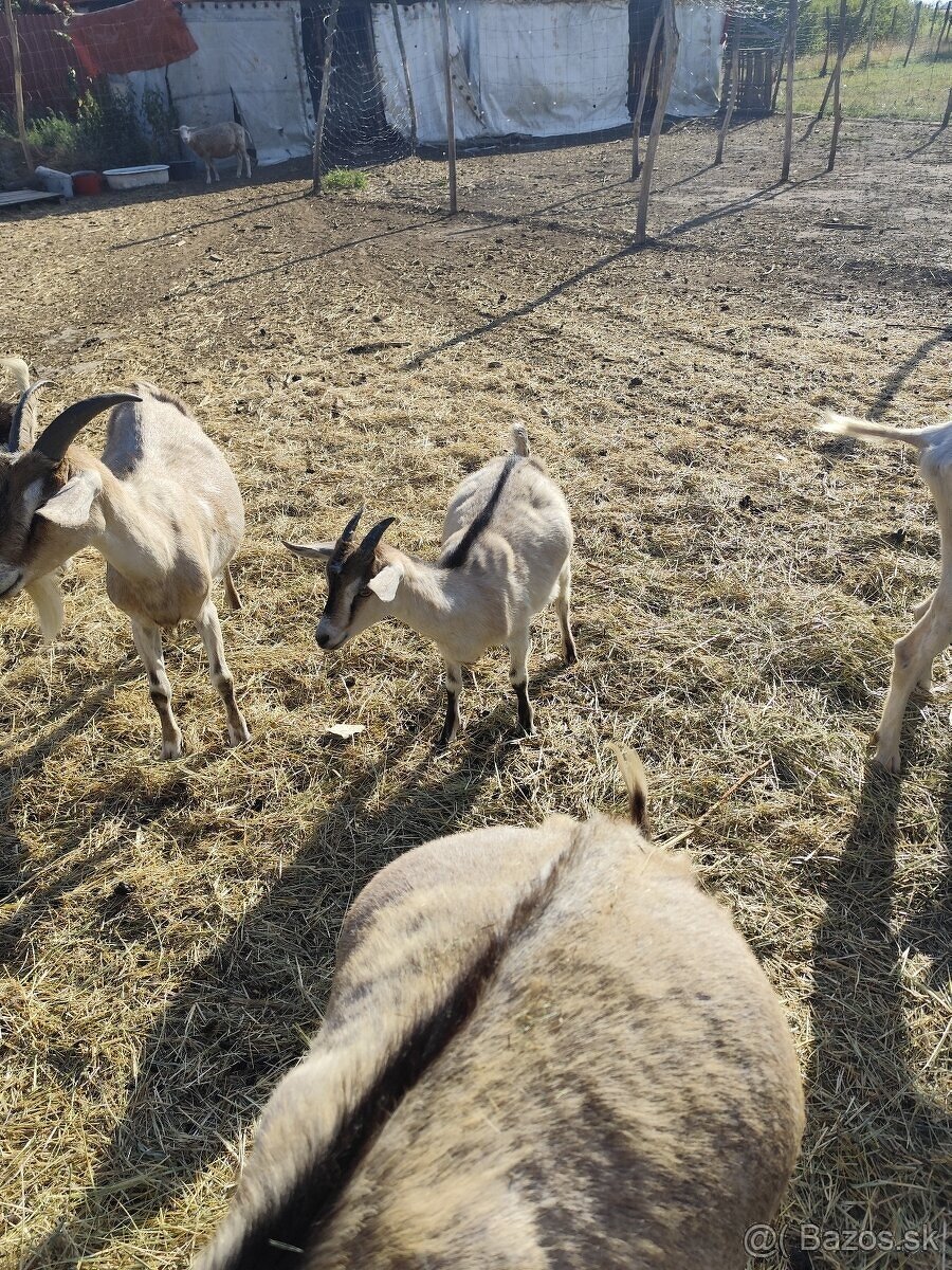 Predám ovce a kozičky - 2