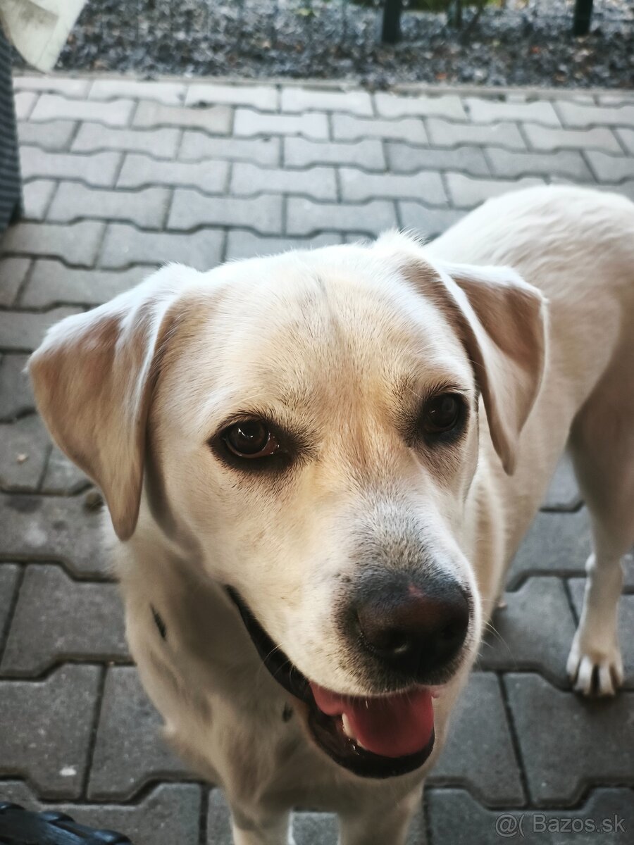 Darujem 1,5 r labrador - 2