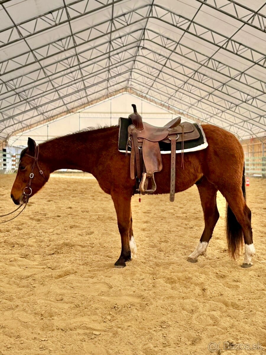 QH valach 3r. Na predaj - 2