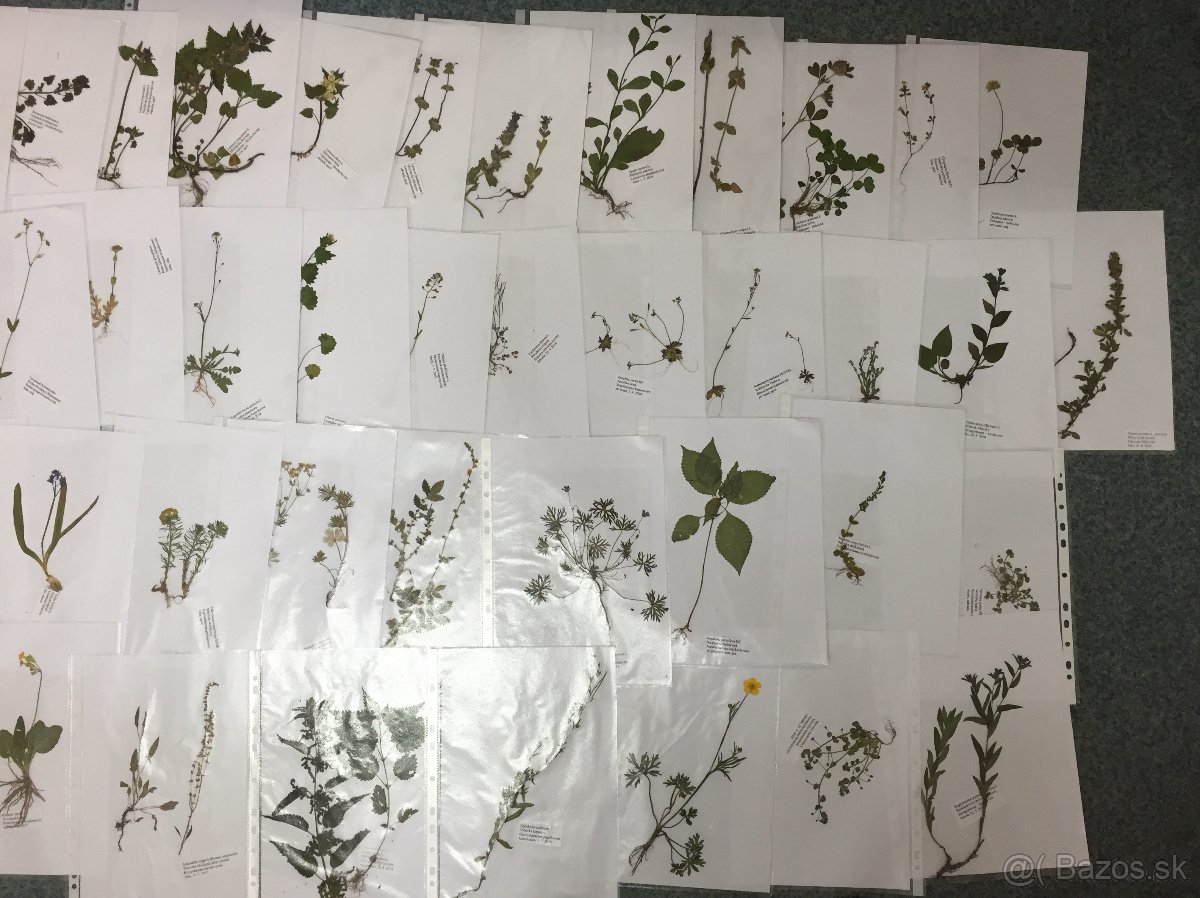 Herbár 2025, byliny, letné, zimné vetvičky, púčiky drevín - 2