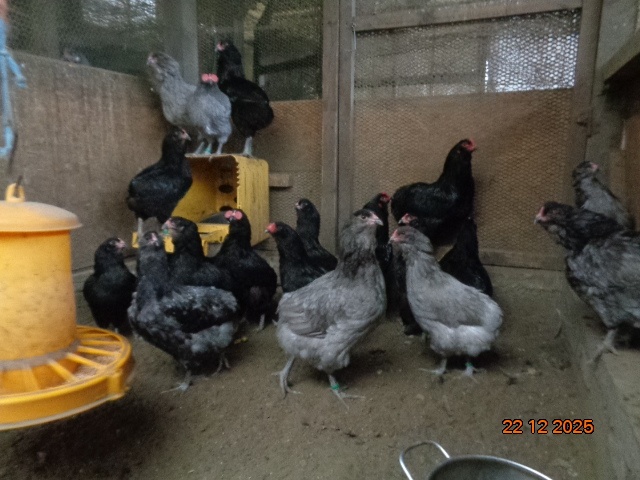 Araucana-násadové vajcia - 2