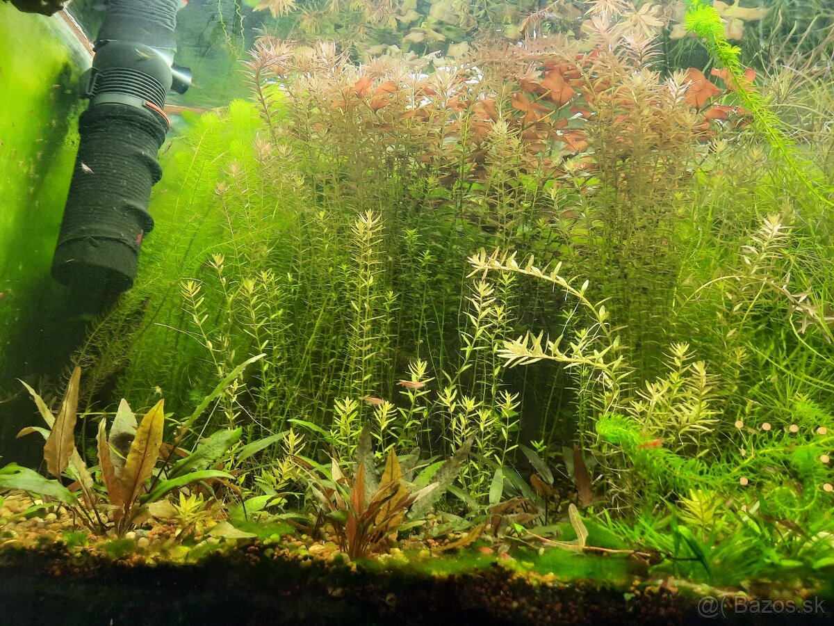 Akvarijne rastliny pre zaciatocnikov. - 2
