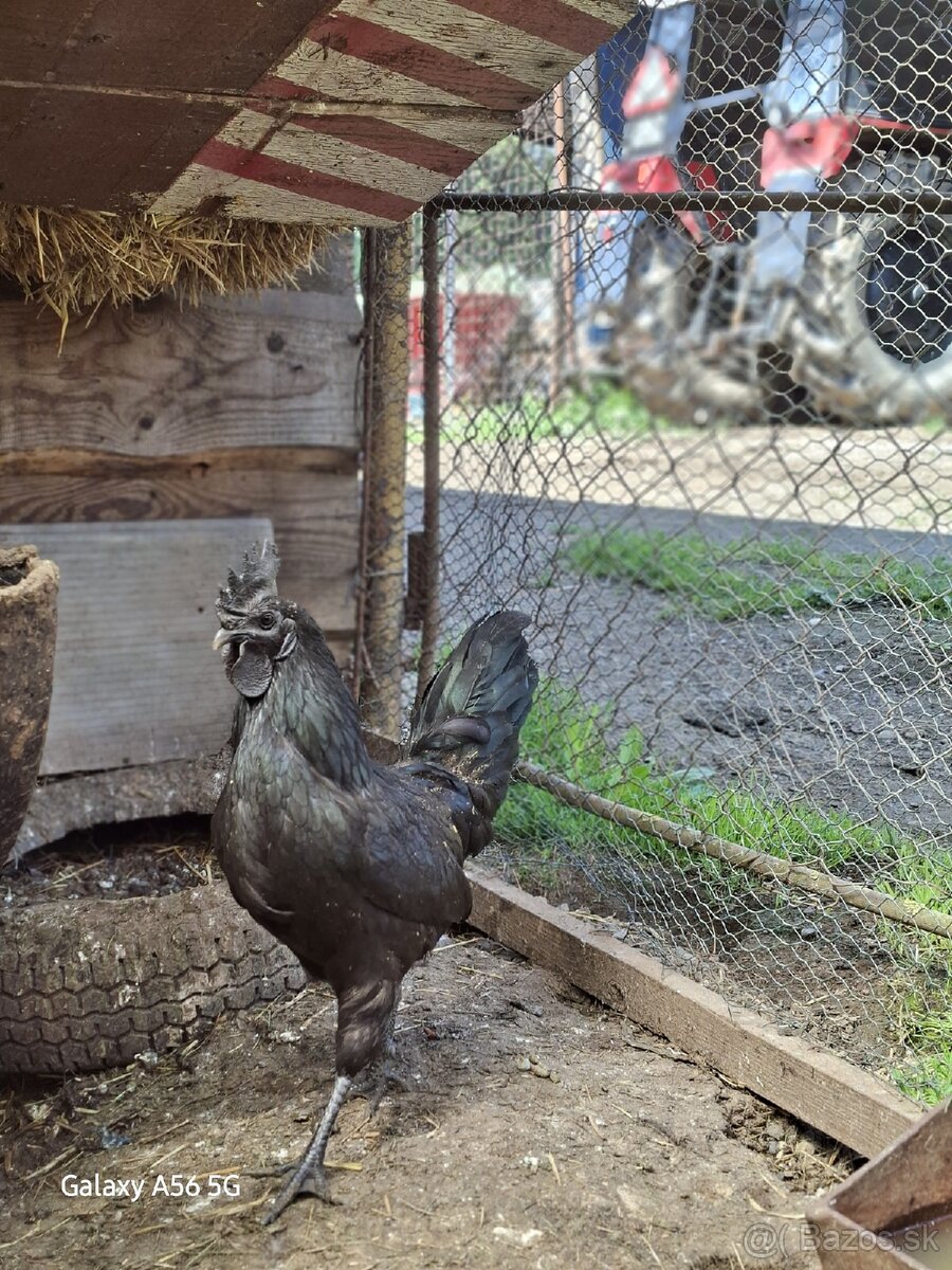 Ayam cemani - 2