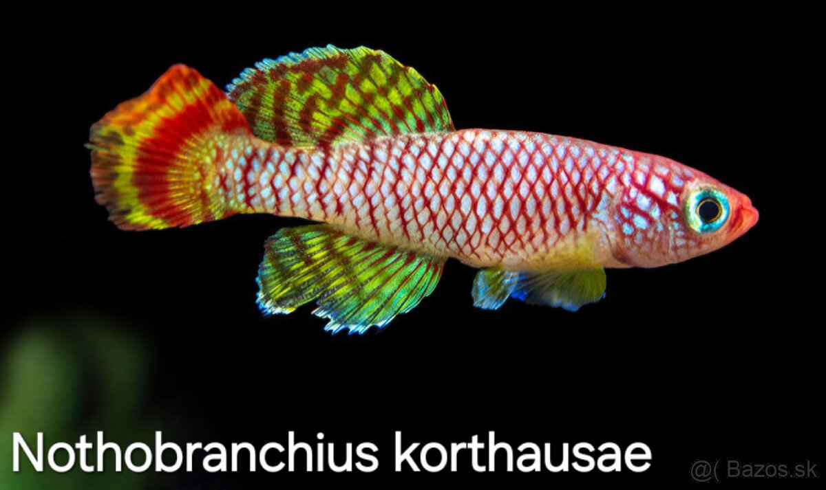Kaprozúbky ( halančiky) Nothobranchius - 2