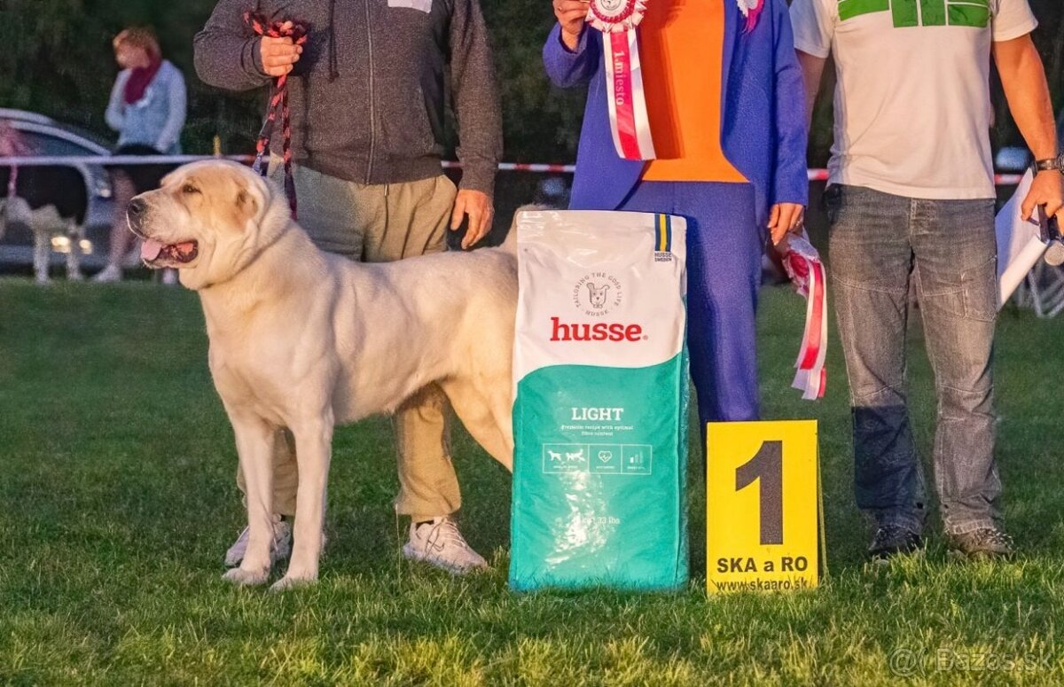 Stredoázijský ovčiak s PP - 2