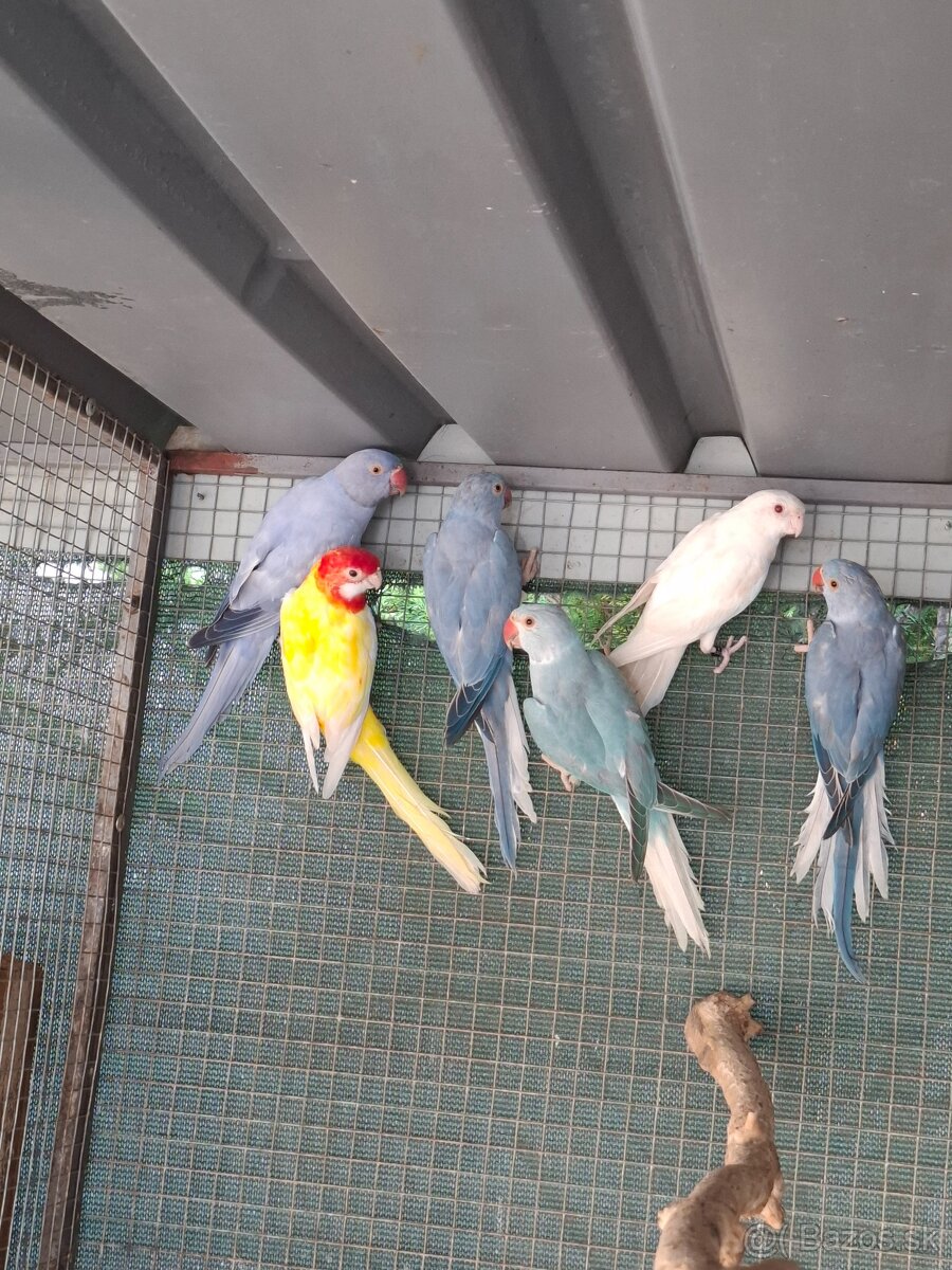 Alexander maly hch - 2