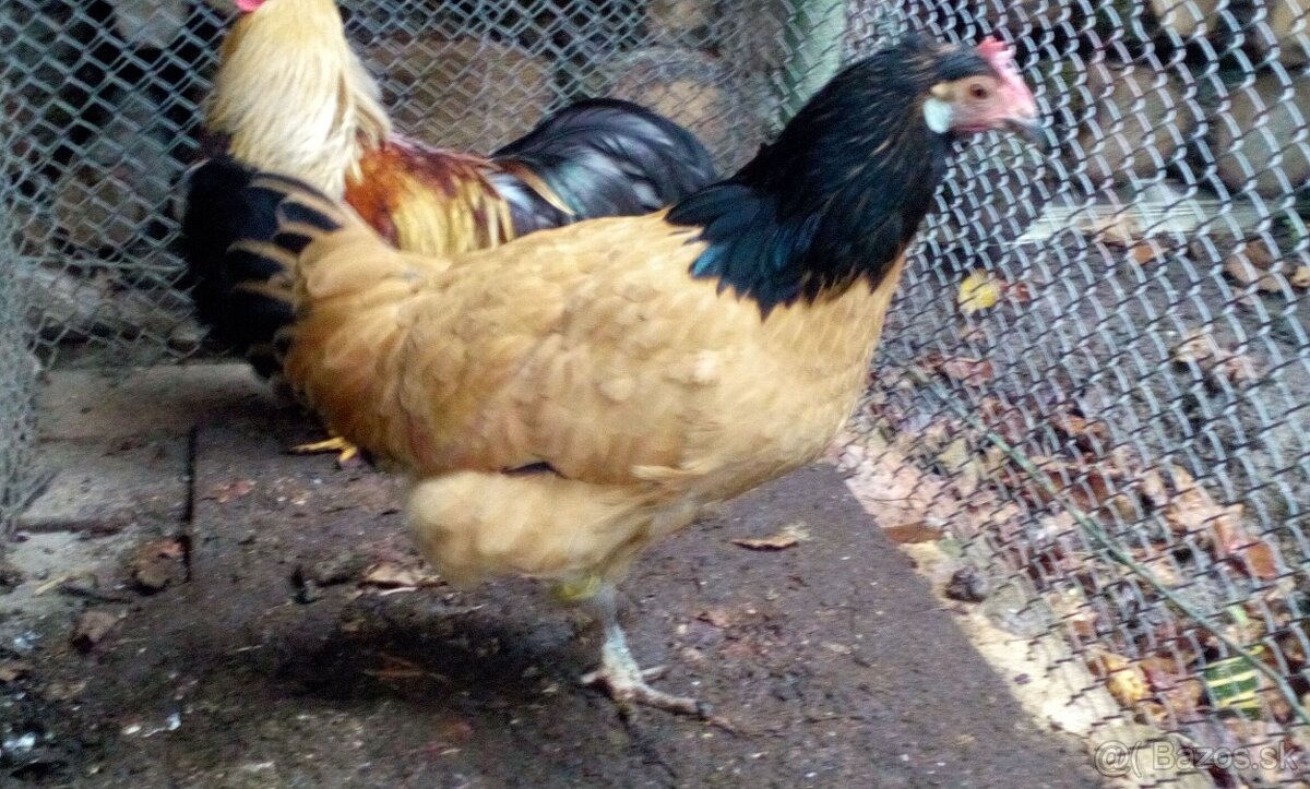 Velsumka zdrobnela ..strieborno krka, Forverka. - 2