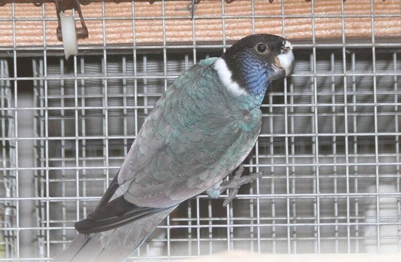 Barnard límcový modrý - 2