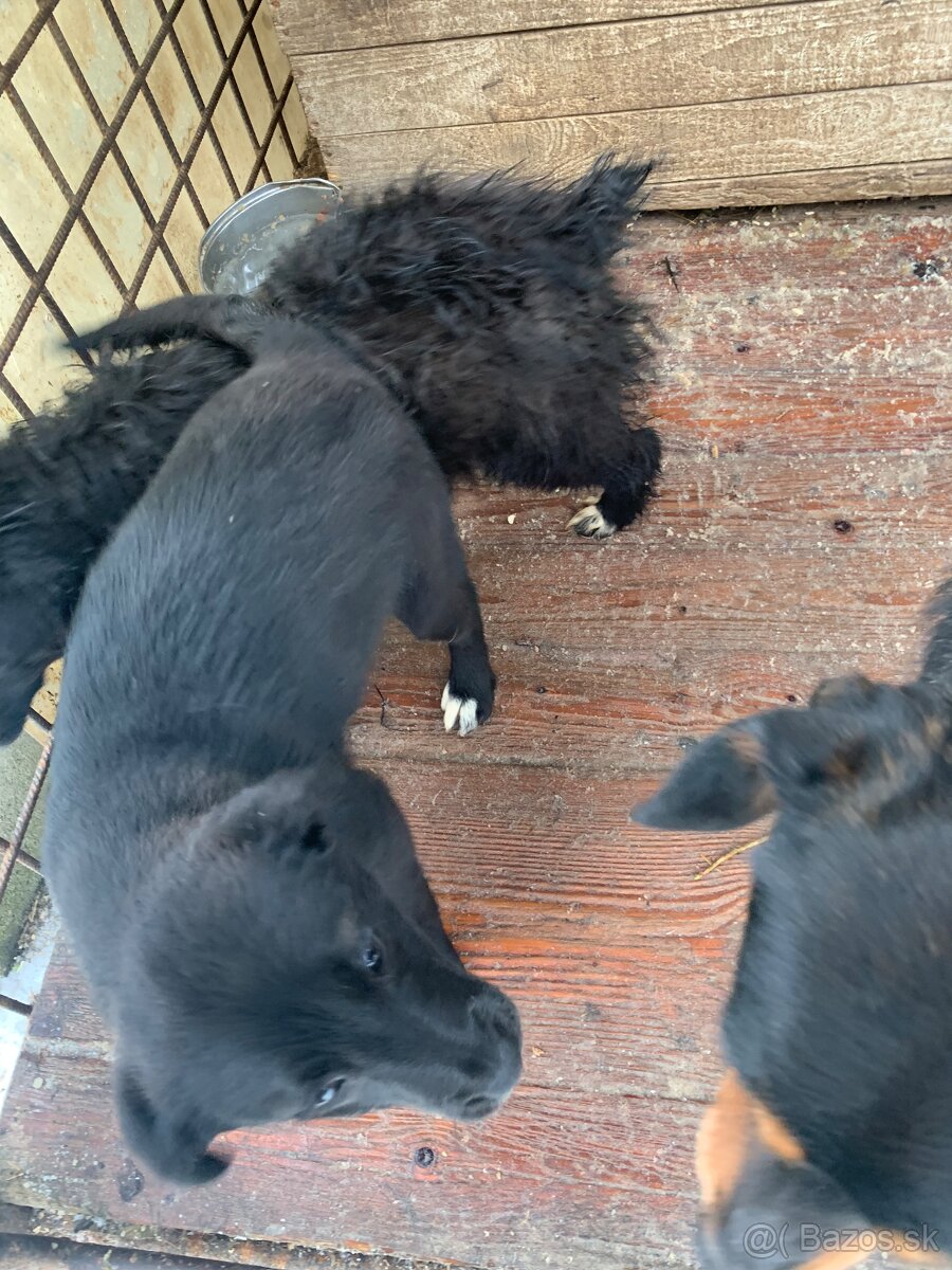 Darujem šteniatka - 2