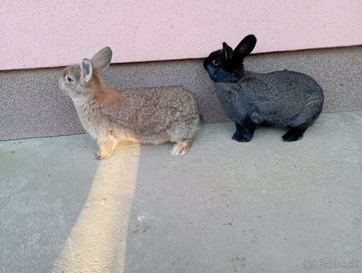 Mladé králiky - 2