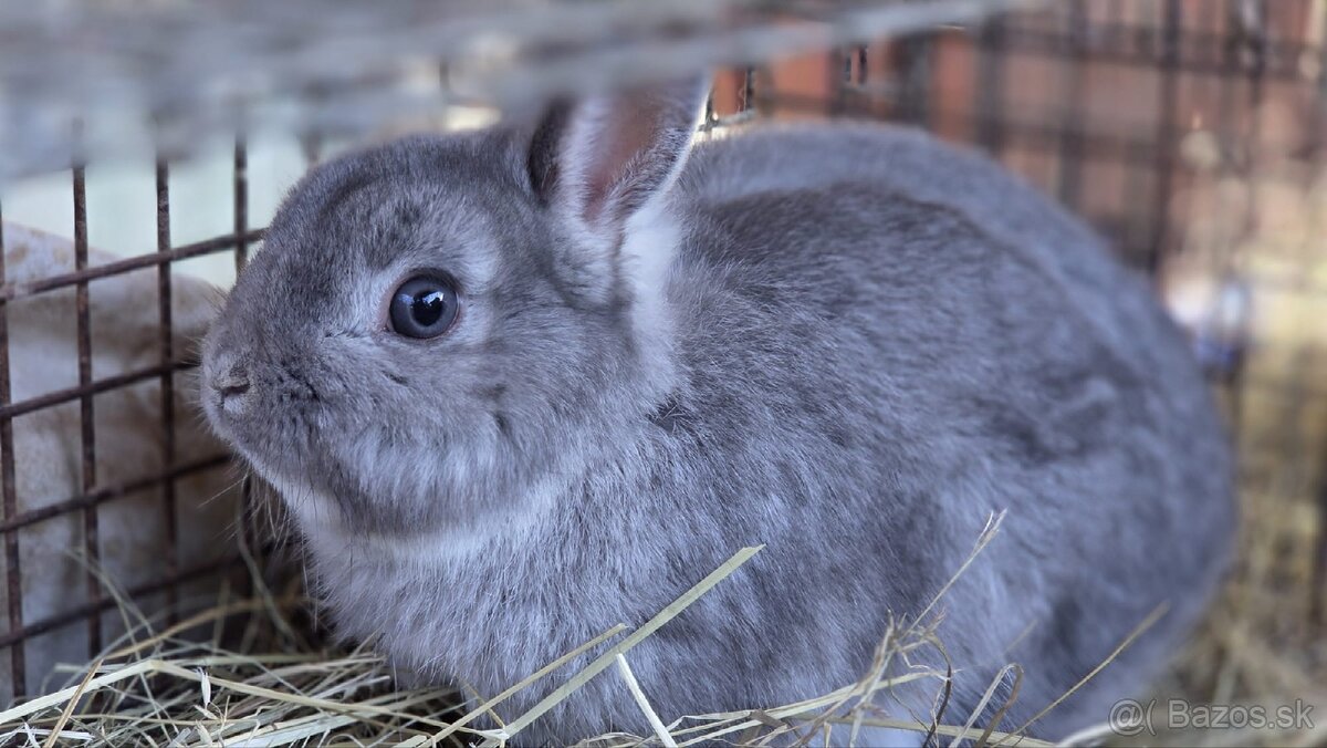Zakrslý králik - 2