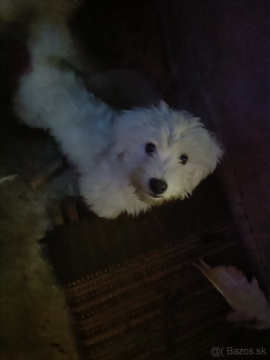 Predám mini maltezaka - 2