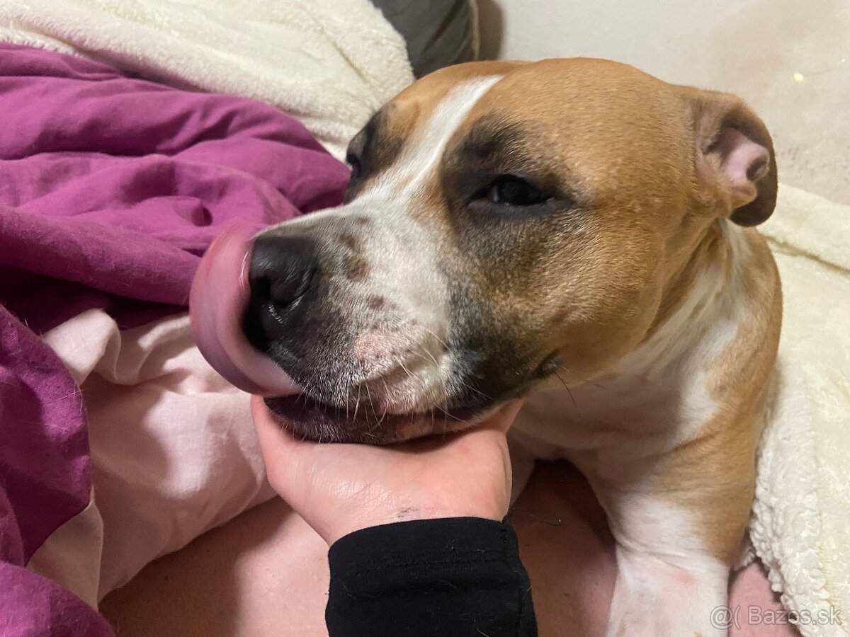 Darujem Staforda do dobrých rúk - 2