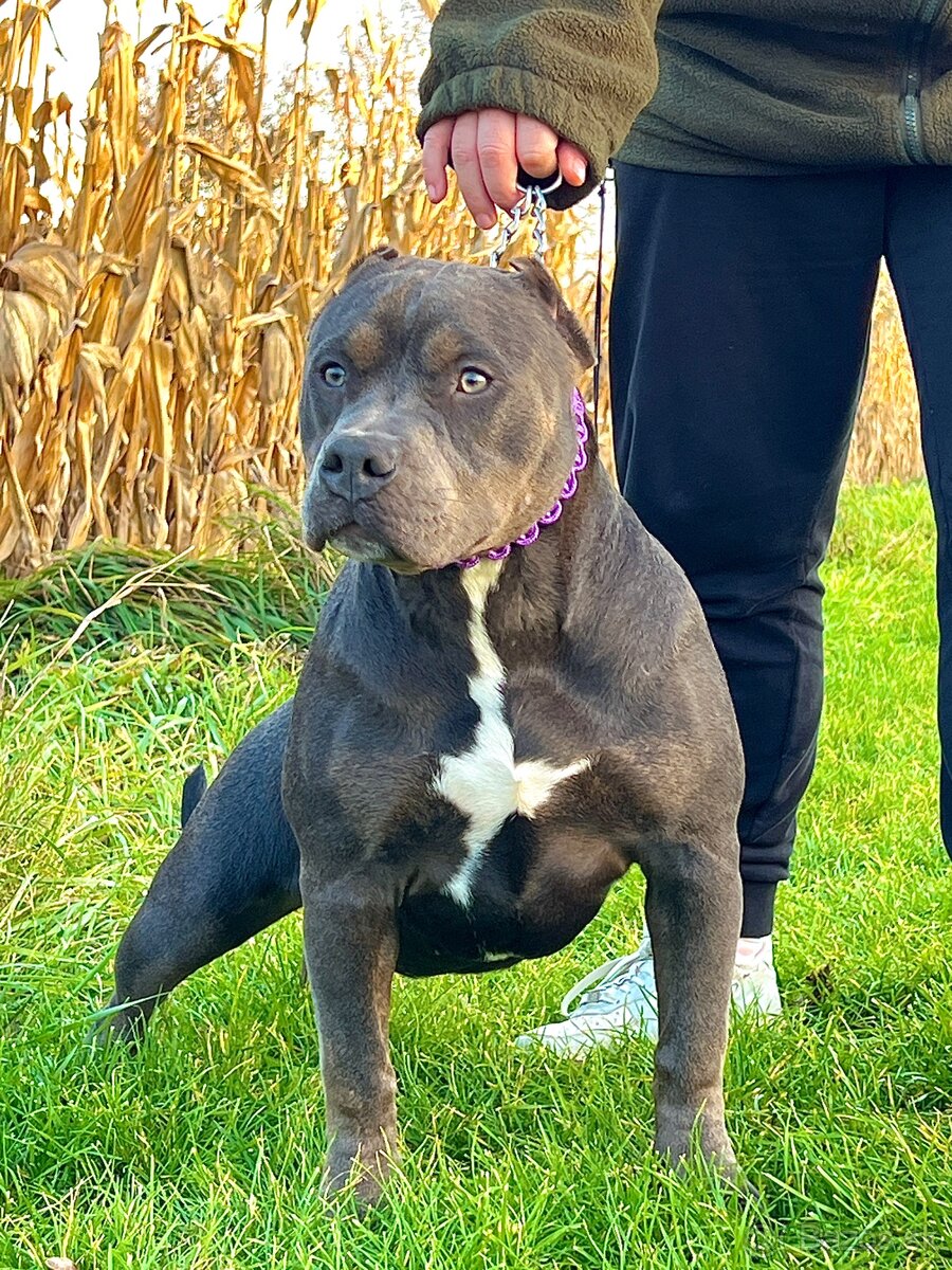 American bully xl s PP - 2