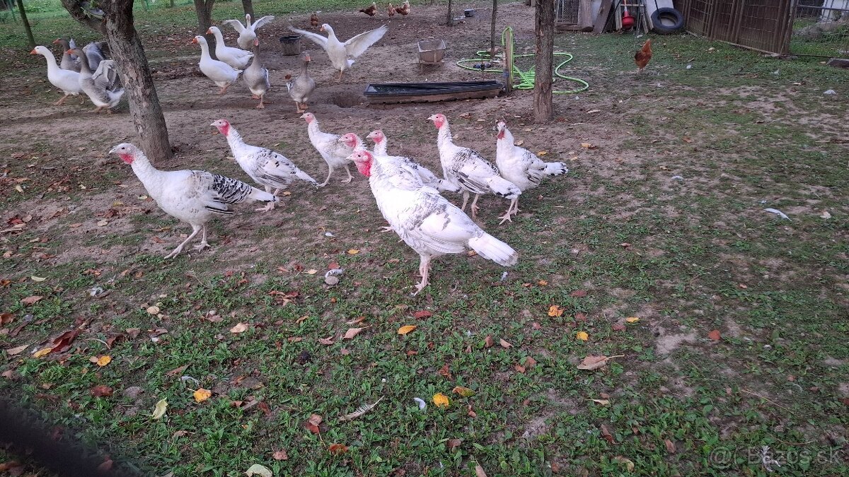 Morky Grolwické - 2