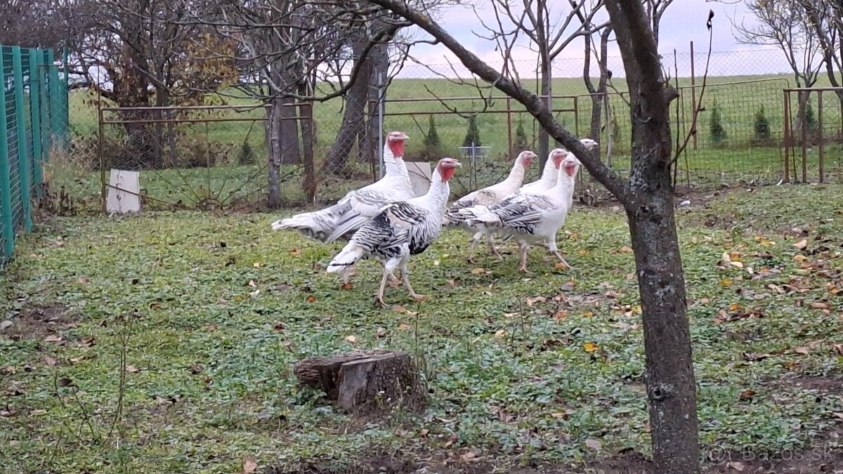 Morky Grolwické na chov - 2