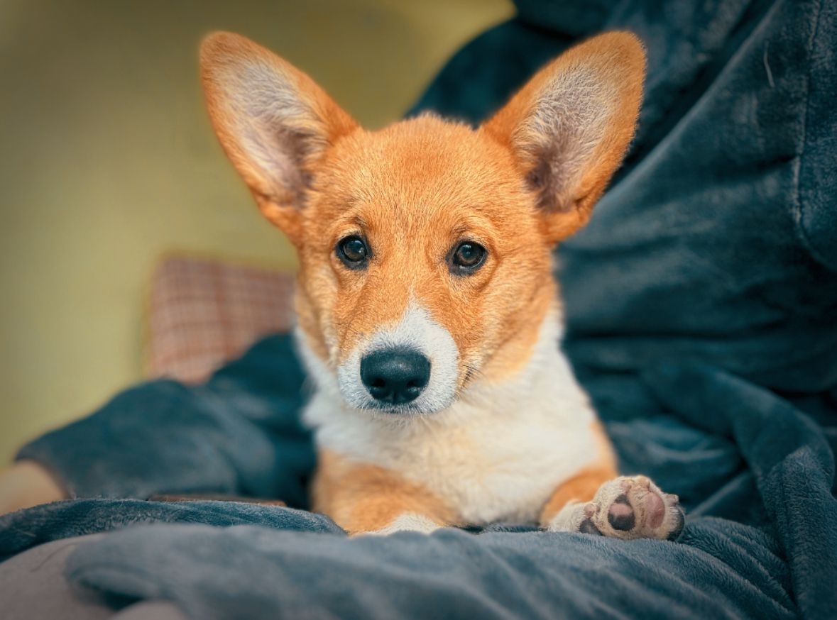 Welsh Corgi Pembroke z pp - 2