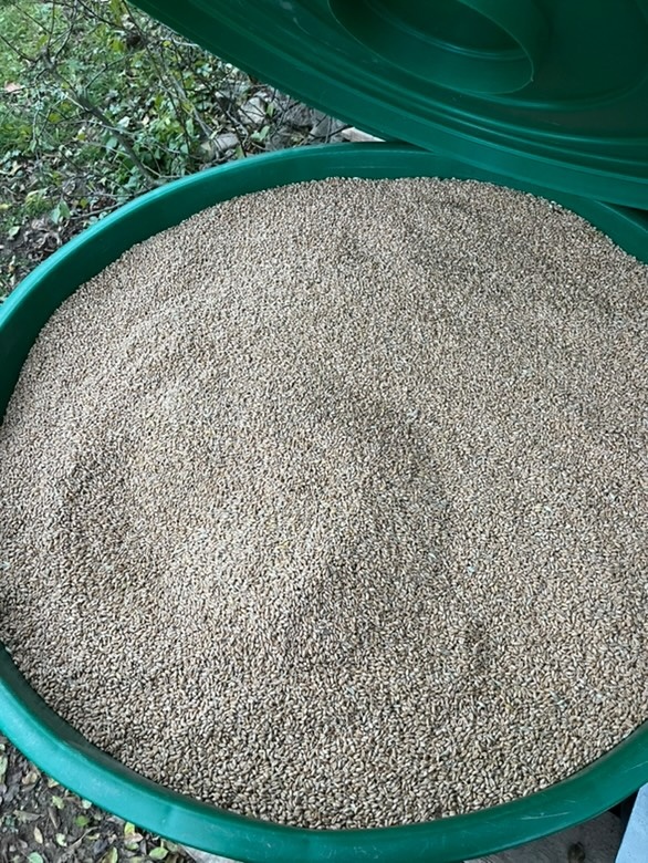 Žito (pšenica) - 2