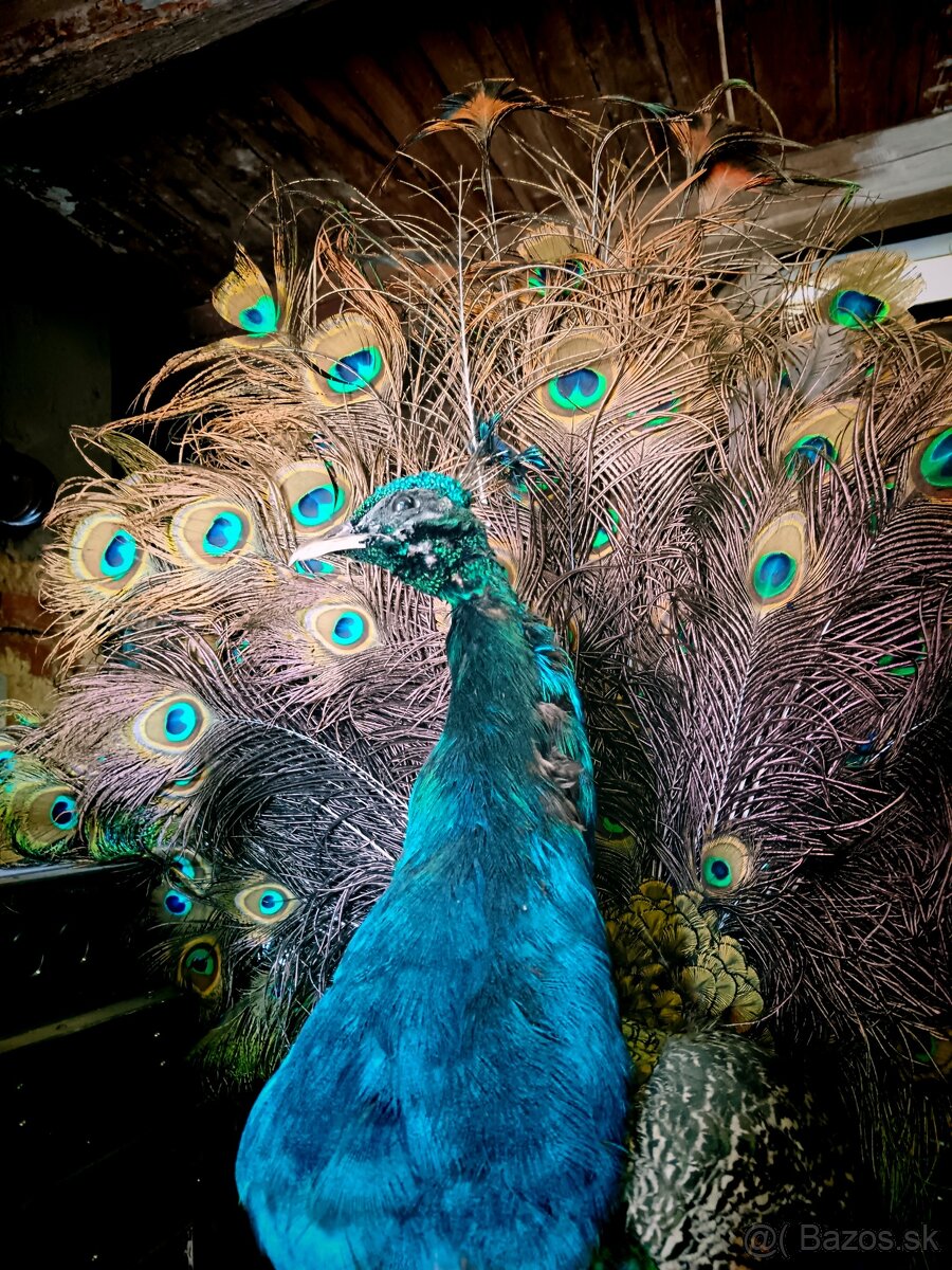 Preparovaný páv - 2