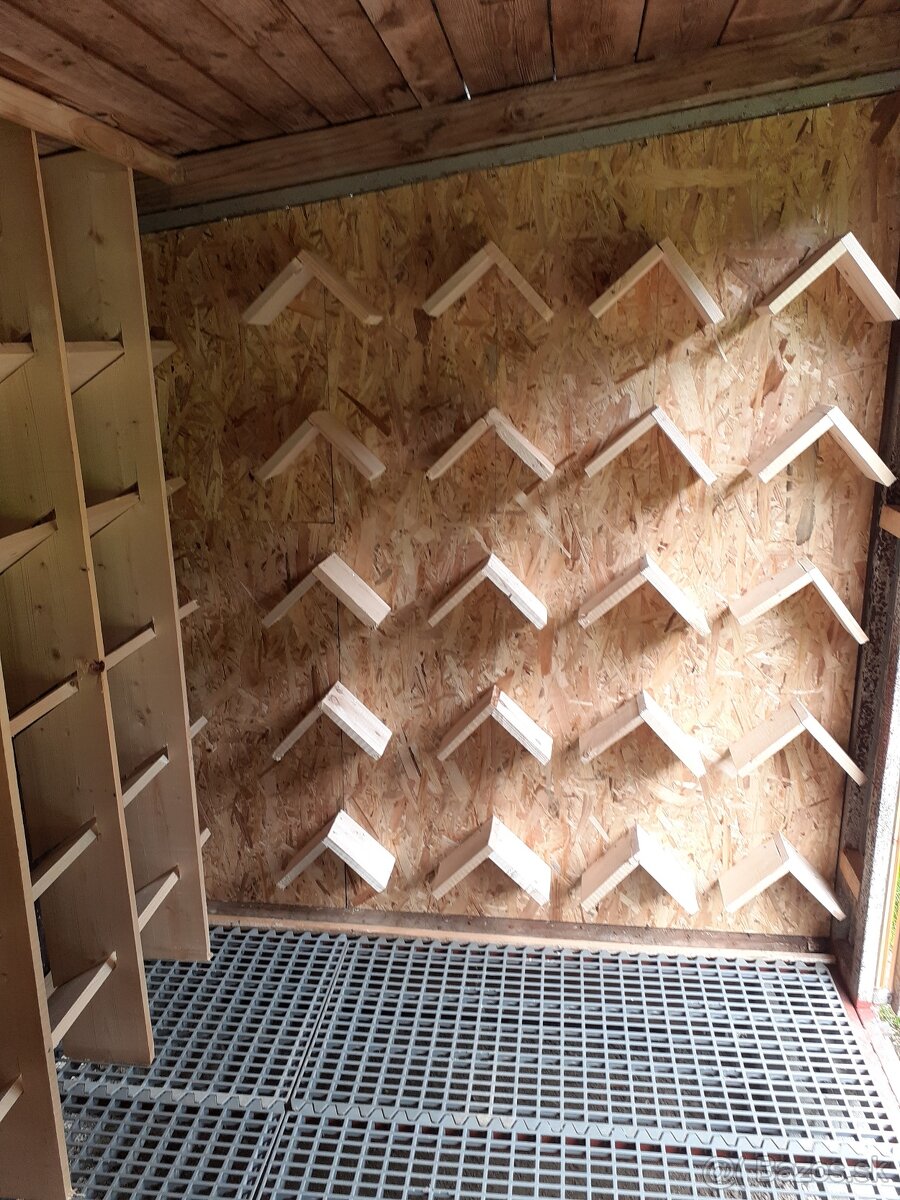 Poštové holuby - 2