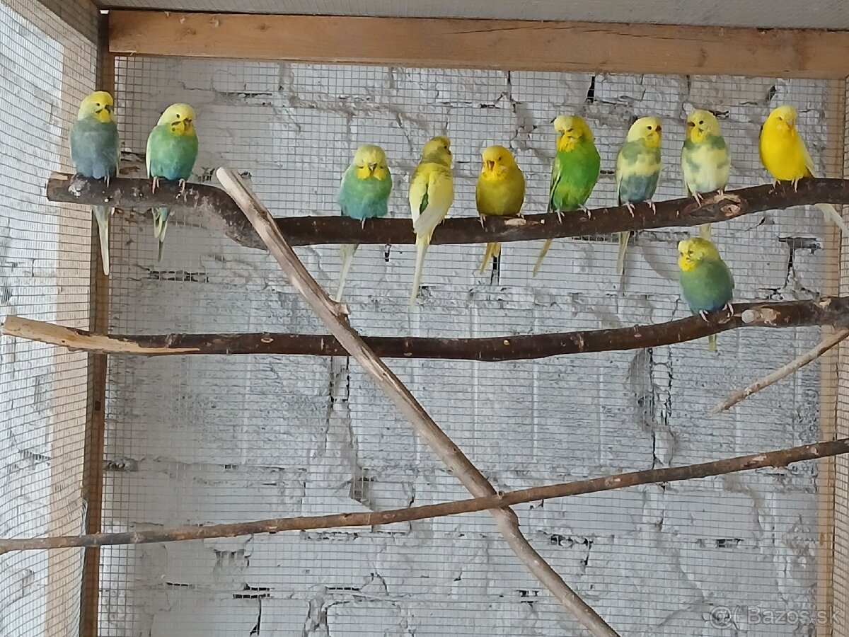 Dúhové andulky - 2