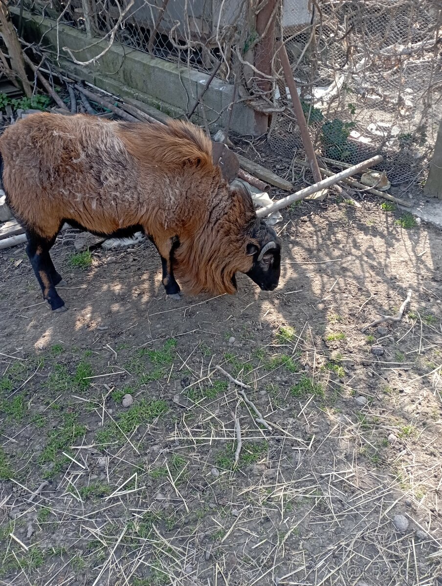 Kamerunské ovce - 2