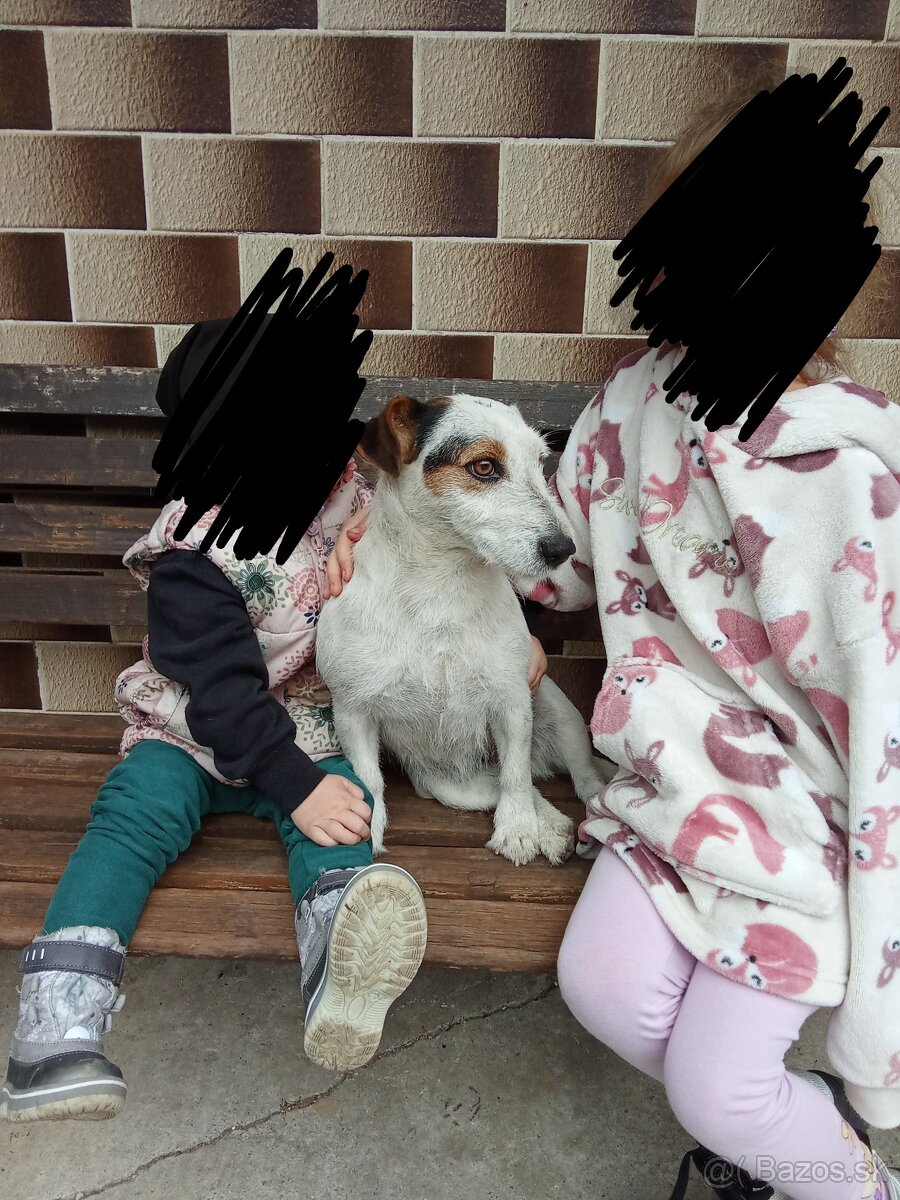 Jack Russell fena - 2