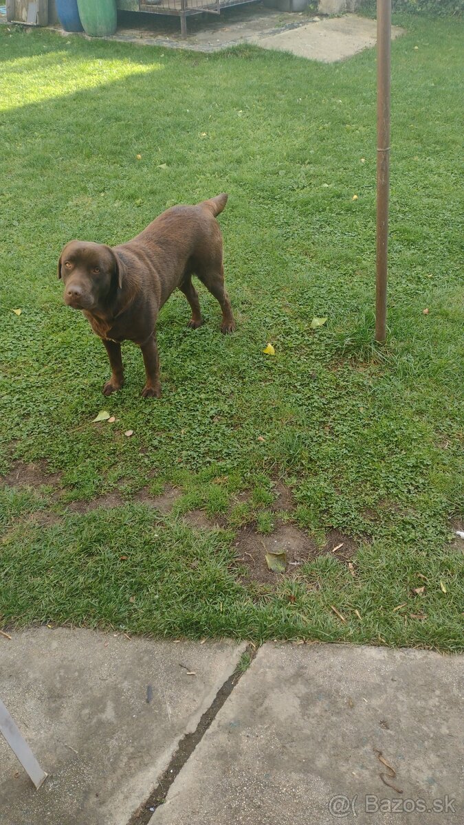 Čokoládovy labrador - 2