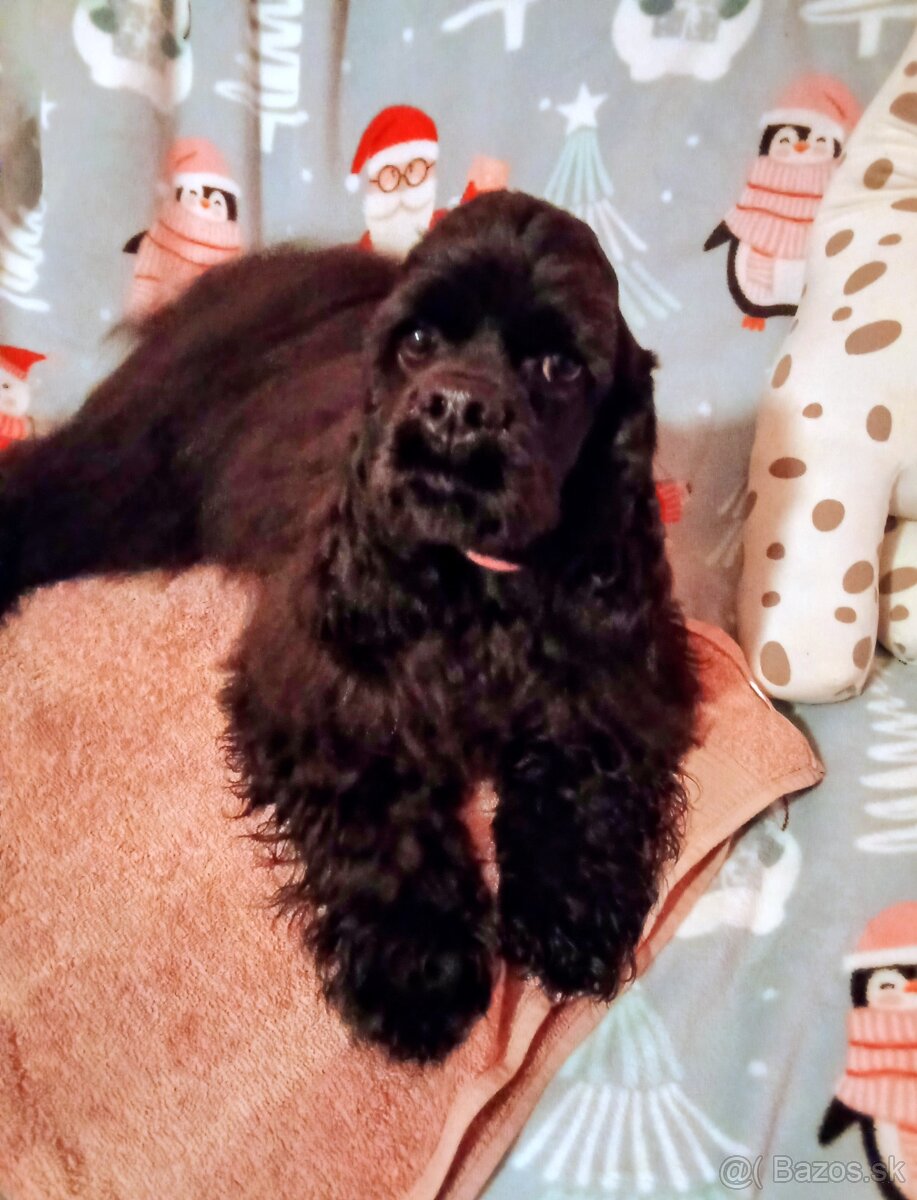 Americký kokeršpaniel/rodokmeňom fci - 2